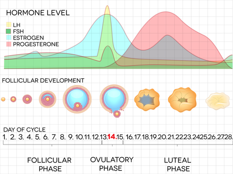 Pmdd Cycle Chart